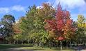 autumn color ginninderra